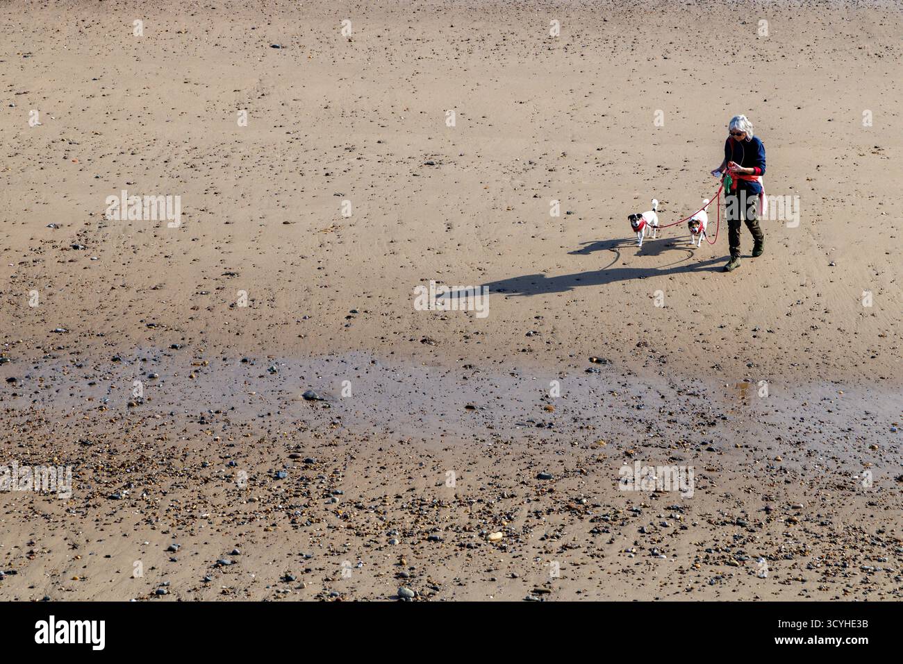 Frau Wanderhunde am Strand, Hornsea, East Reiten, Yorkshire, England, UK Stockfoto