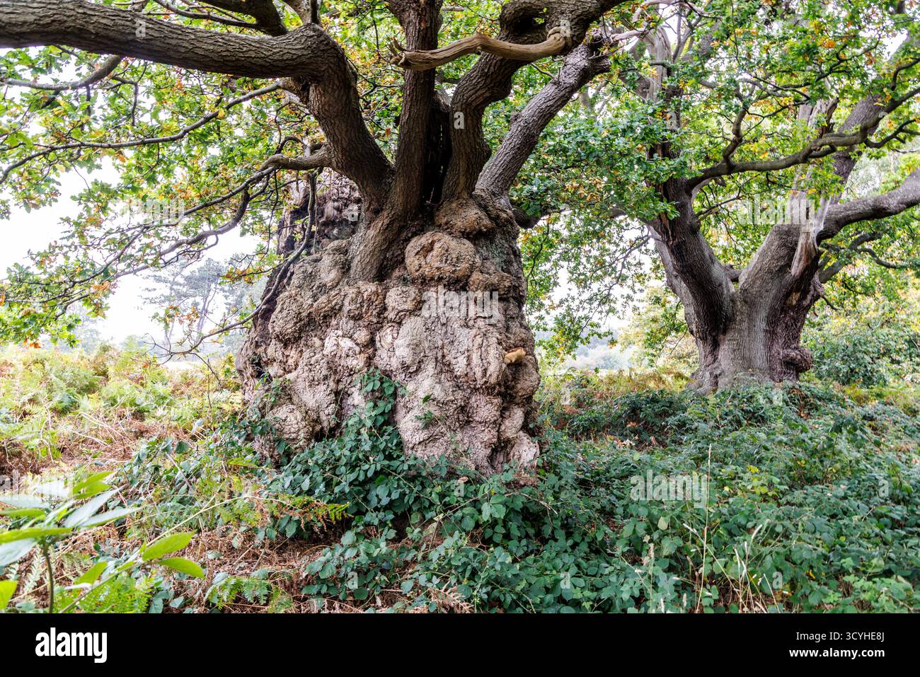 The Old man of Calke Oak Tree, über 1000 Jahre alt, Calke Abbey, Derbyshire, England, Großbritannien Stockfoto