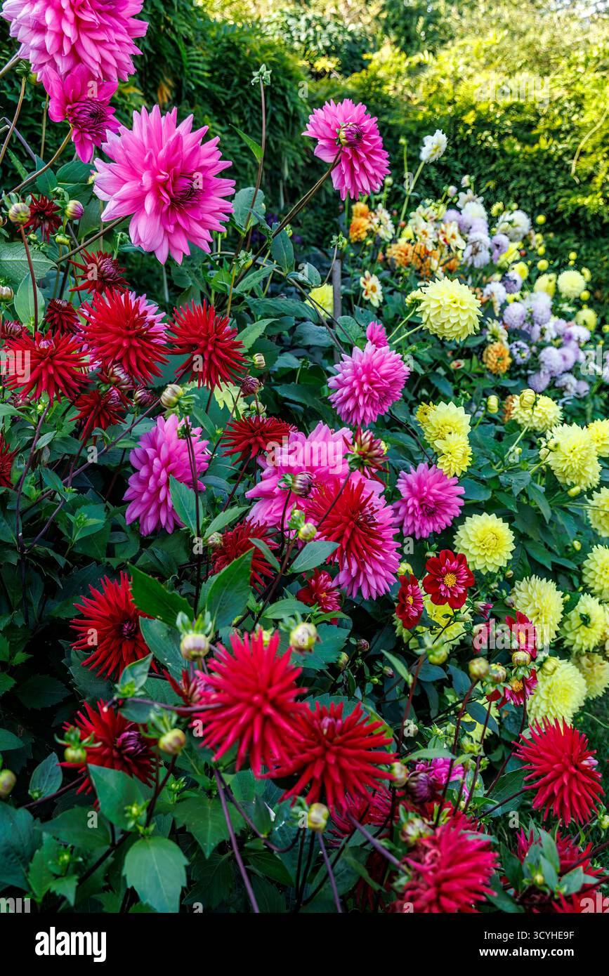 Dalias in Garden Border, England, Großbritannien Stockfoto