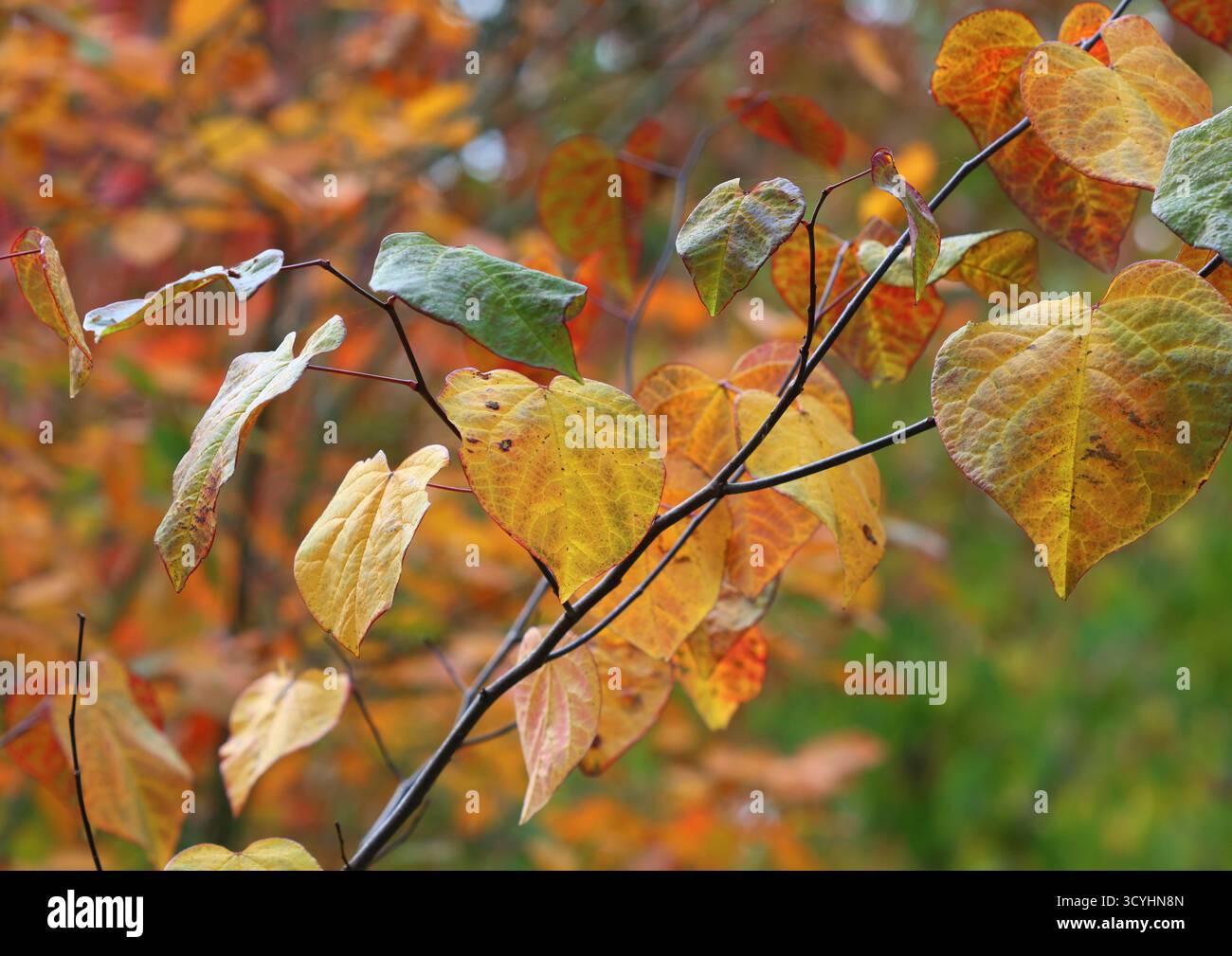 Eine Nahaufnahme der Cercis canadensis, Waldpispisse im Herbst. UK. Stockfoto