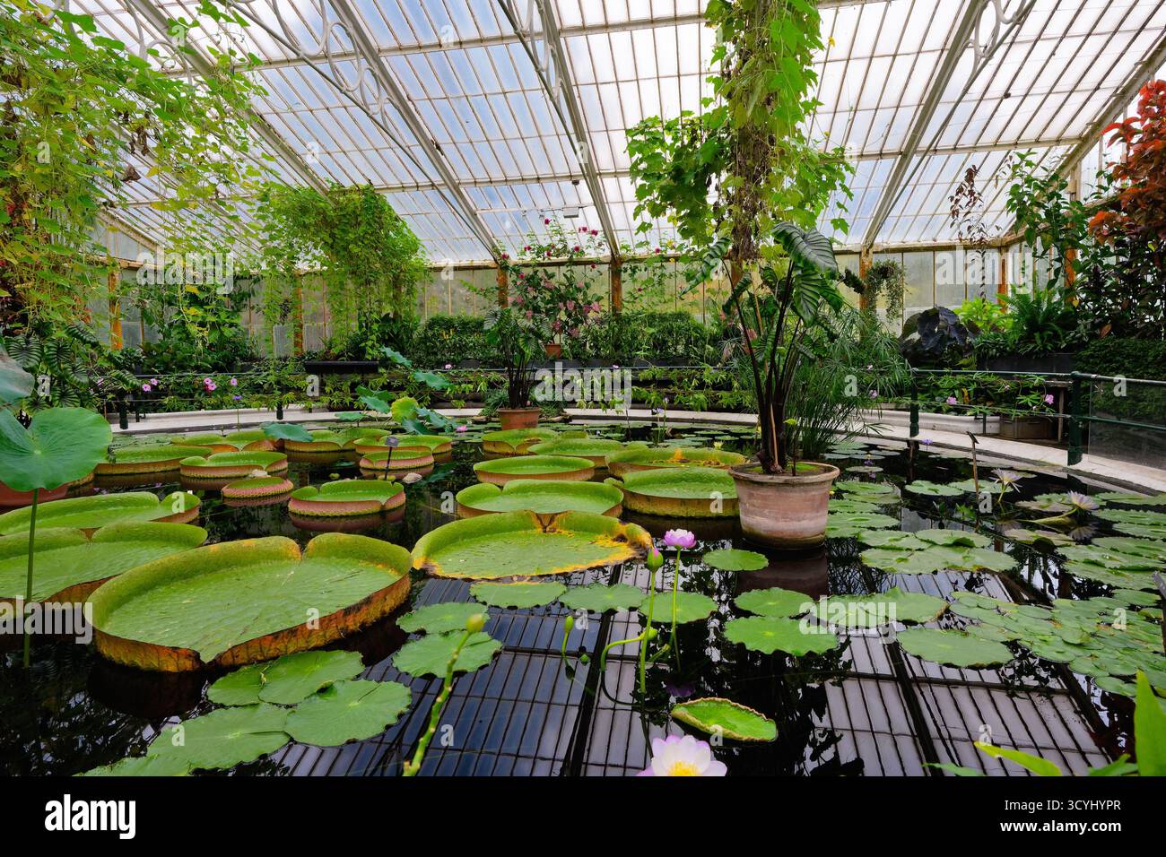 Das Innere des Wasserlilienhauses in den Royal Botanical Gardens in Kew Richmond West London England Großbritannien Stockfoto