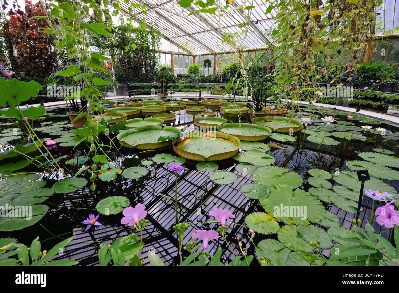 Das Innere des Wasserlilienhauses in den Royal Botanical Gardens in Kew Richmond West London England Großbritannien Stockfoto