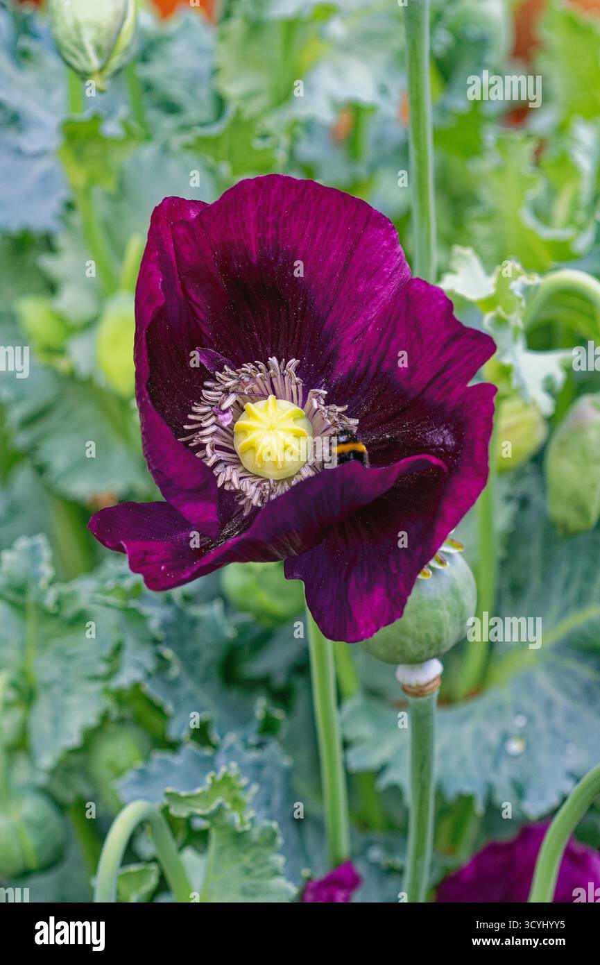 Nahaufnahme der violetten Mohnblume Laurens Traube in voller Blüte Stockfoto