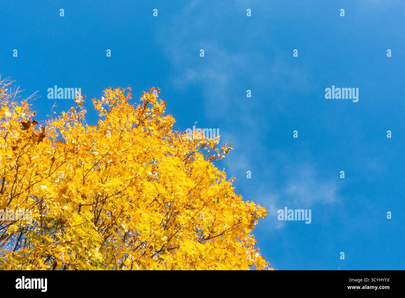 Leuchtendes goldenes Herbstlaub vor strahlend blauem Himmel an sonnigem Tag Stockfoto