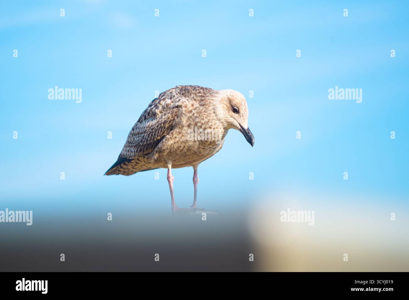 Junge Möwe, die am sonnigen Tag vor klarem blauem Himmel steht Stockfoto