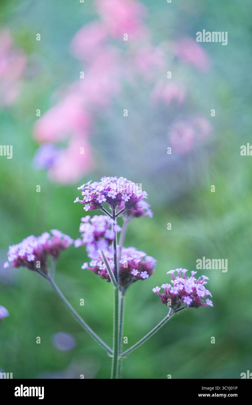 Zarte lila Wildblumen in sanftem Fokus mit traumhaftem Bokeh-Hintergrund Stockfoto