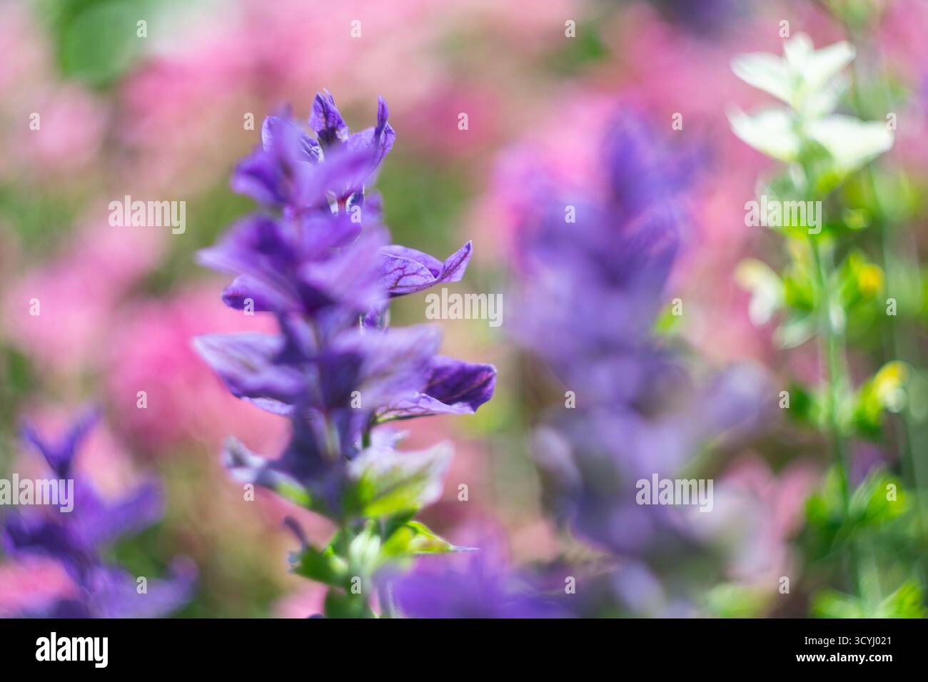 Violette Wildblume in weichem Fokus mit farbenfrohem Gartenhintergrund Stockfoto
