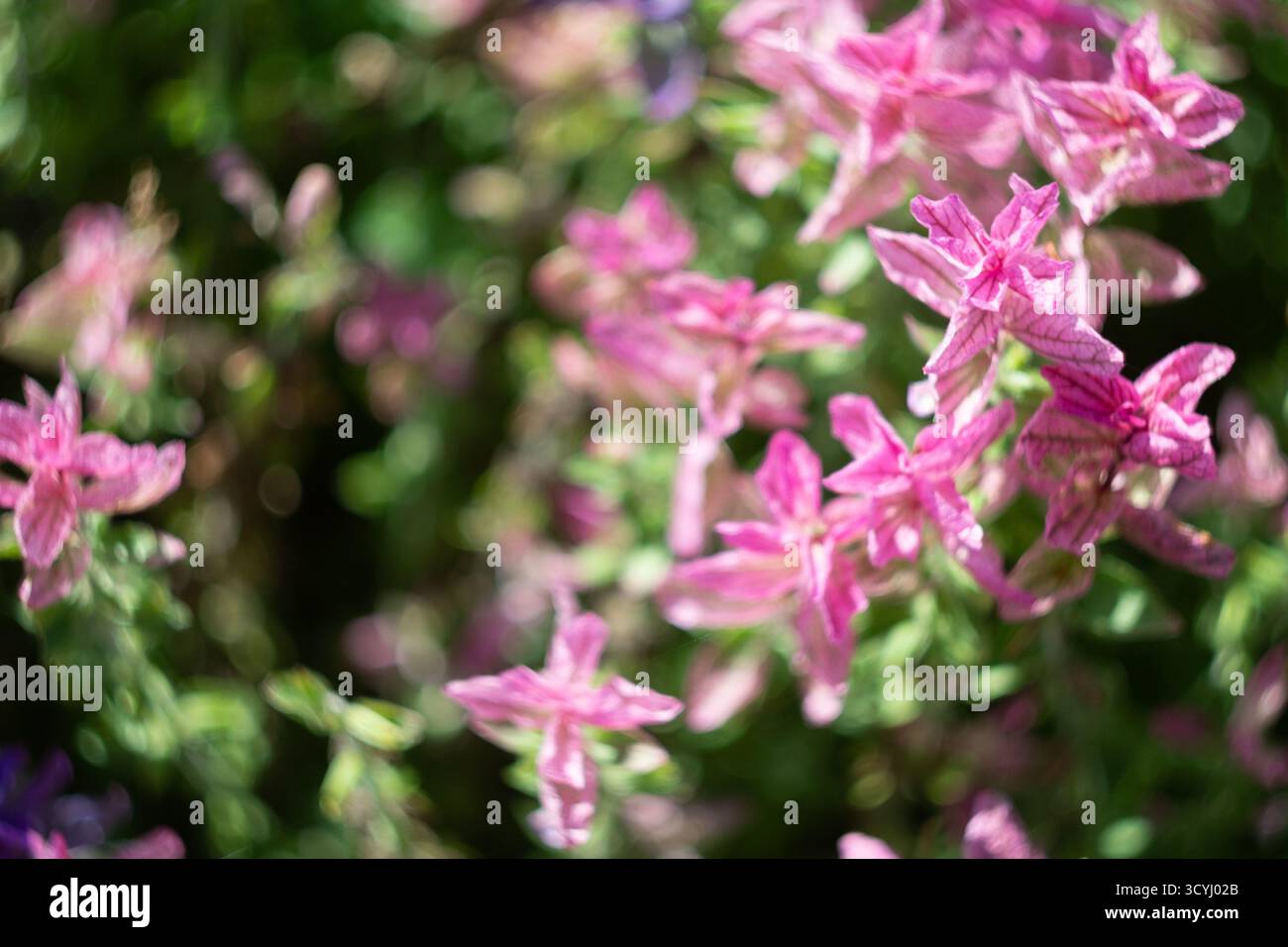 Rosafarbene Wildblumen in weichem Garten mit natürlichem Bokeh-Hintergrund Stockfoto