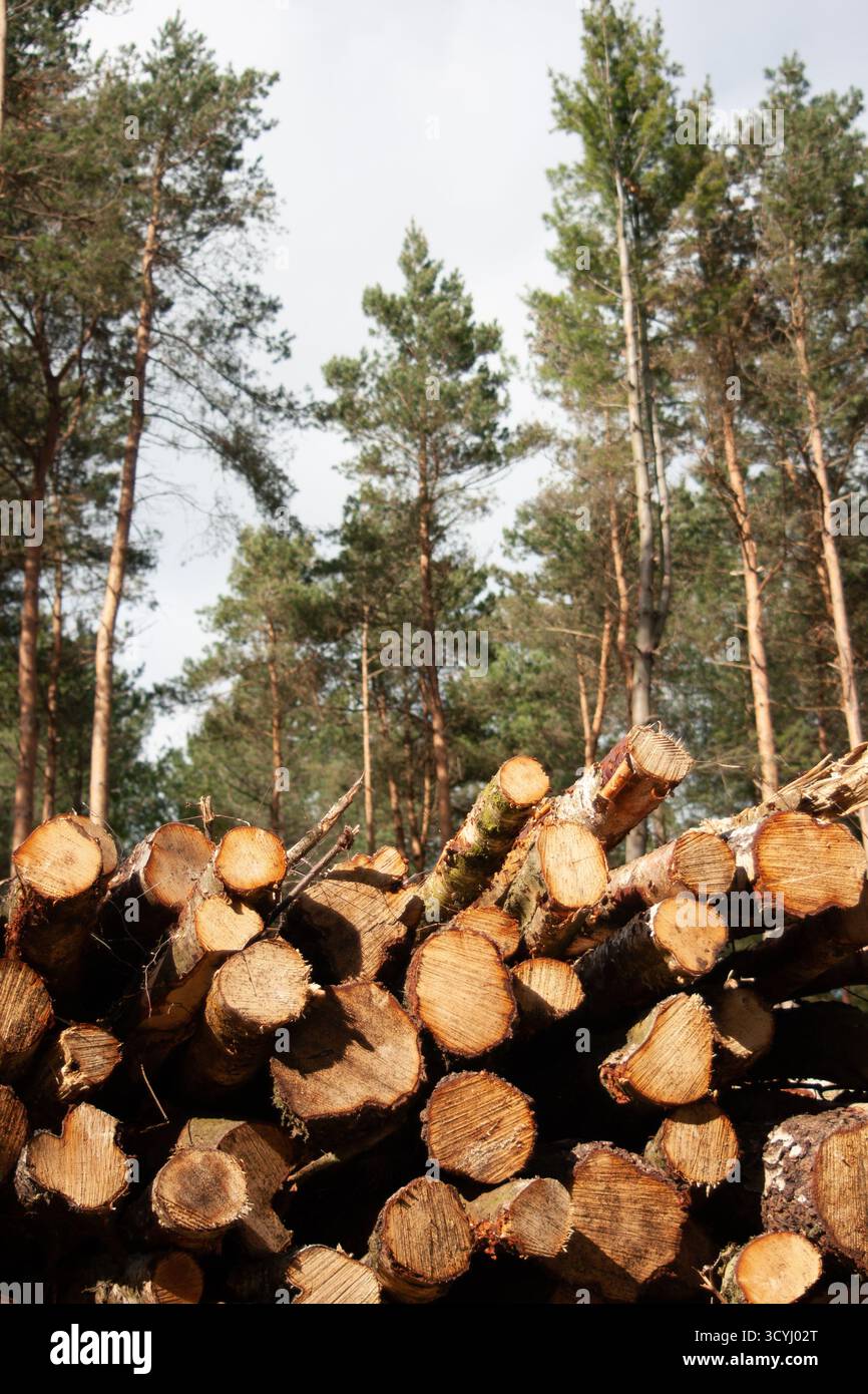 Stapel von geschnittenen Holzstämmen, gestapelt in Kiefernwäldern für die Holzindustrie Stockfoto