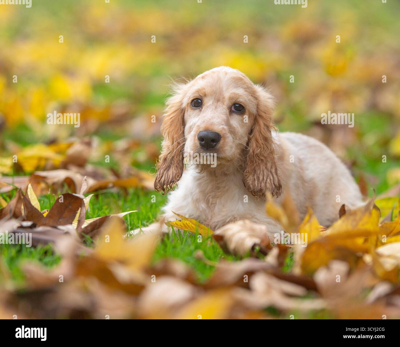 Englischer Cocker Spaniel-Welpe liegt im Herbstlaub Stockfoto