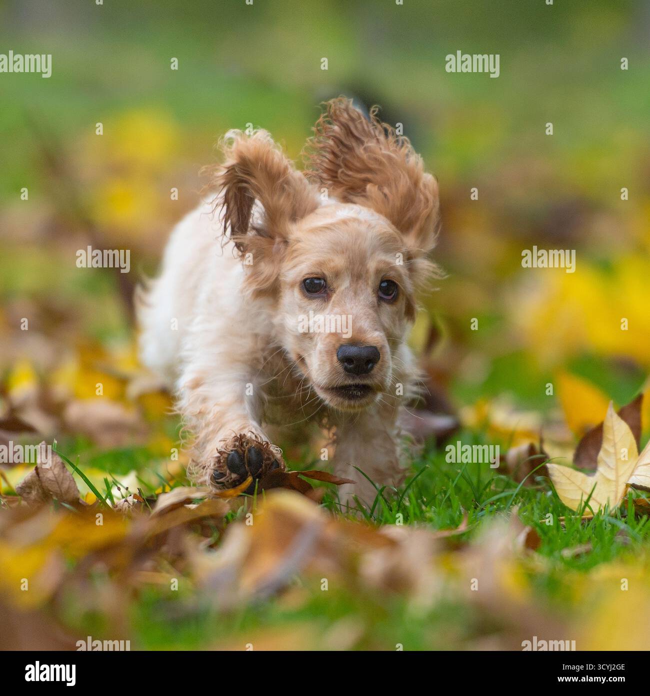 Englischer Cocker Spaniel, der durch Blätter zur Kamera läuft Stockfoto