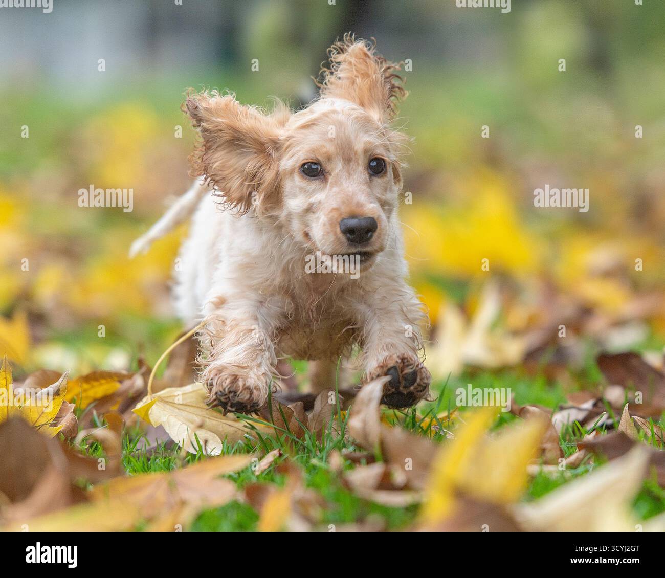 Englischer Cocker Spaniel, der durch Blätter zur Kamera läuft Stockfoto
