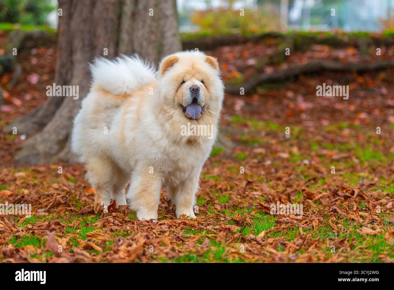 chow chow chow Dog in Herbstlaub im Wald Stockfoto