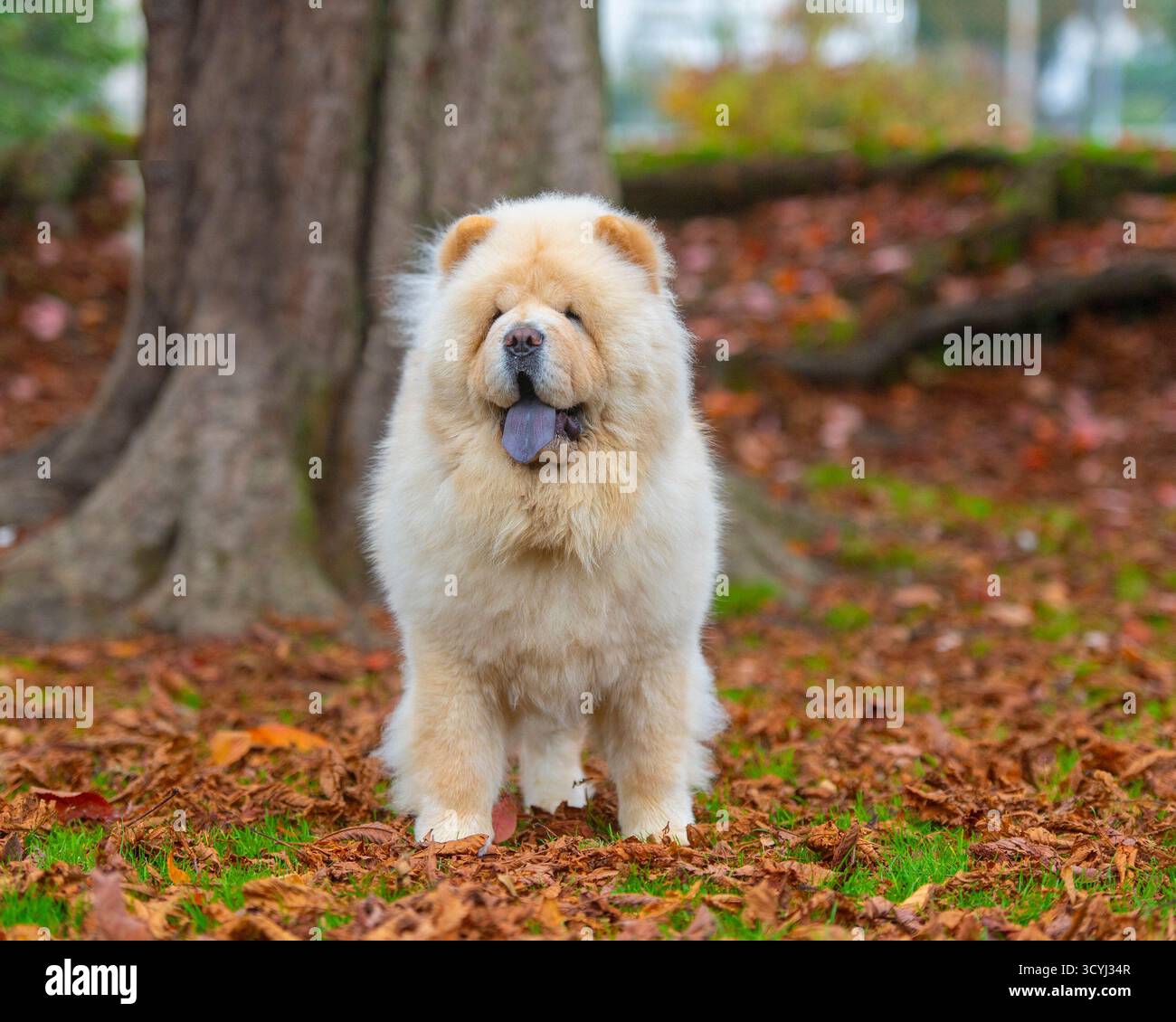 chow chow Chow Dog steht in Herbstlaub Stockfoto