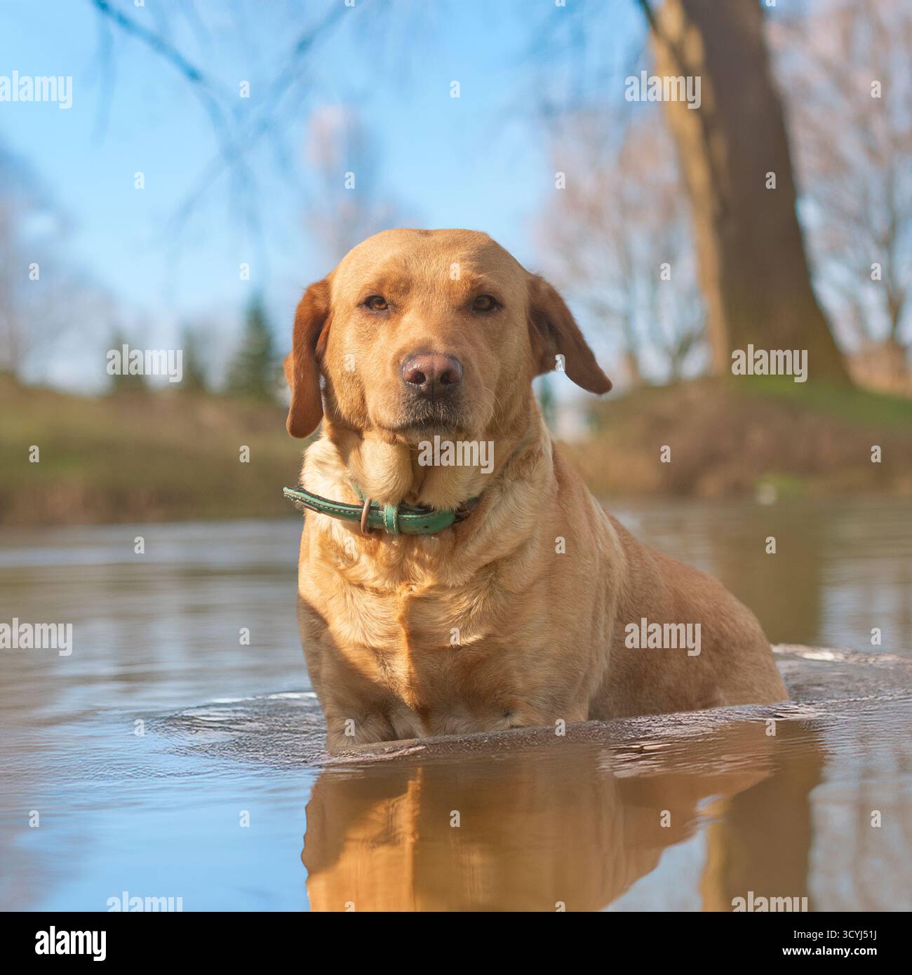 Labrador Retriever steht im Winter im Wasser Stockfoto