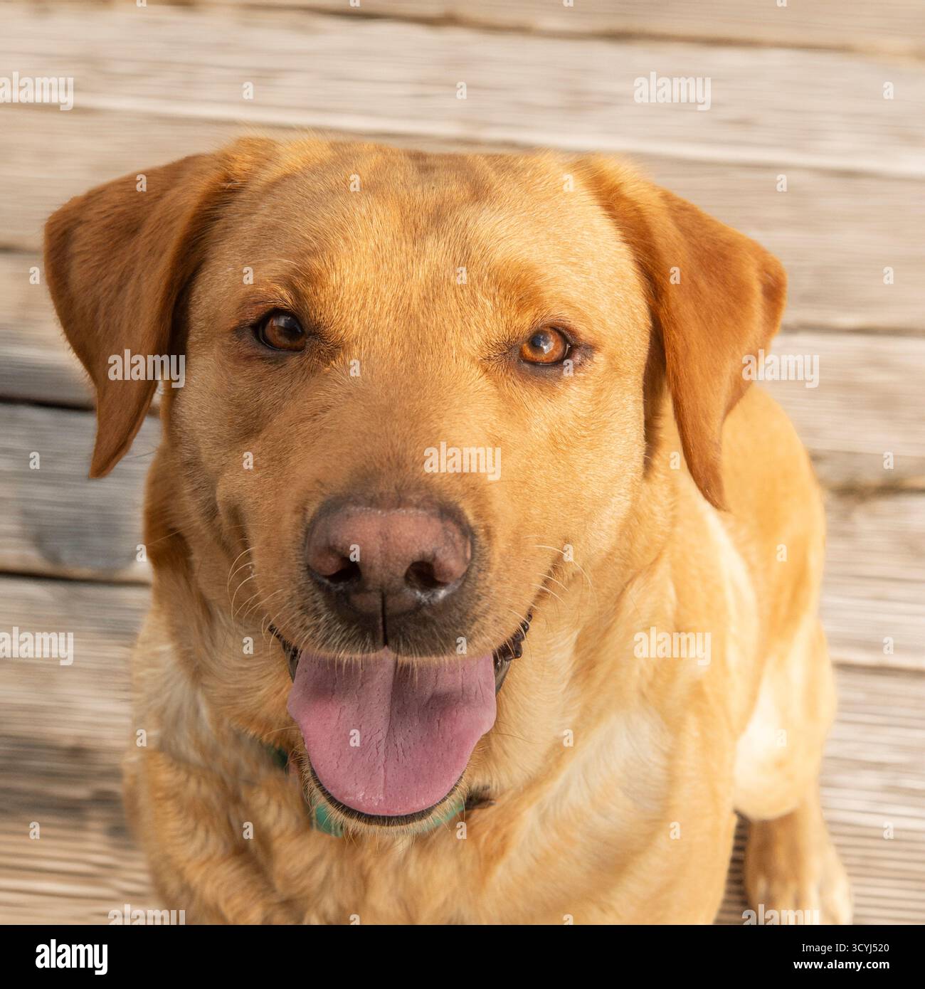 Labrador Retriever sitzt auf einer Terrasse und blickt direkt in die Linse Stockfoto