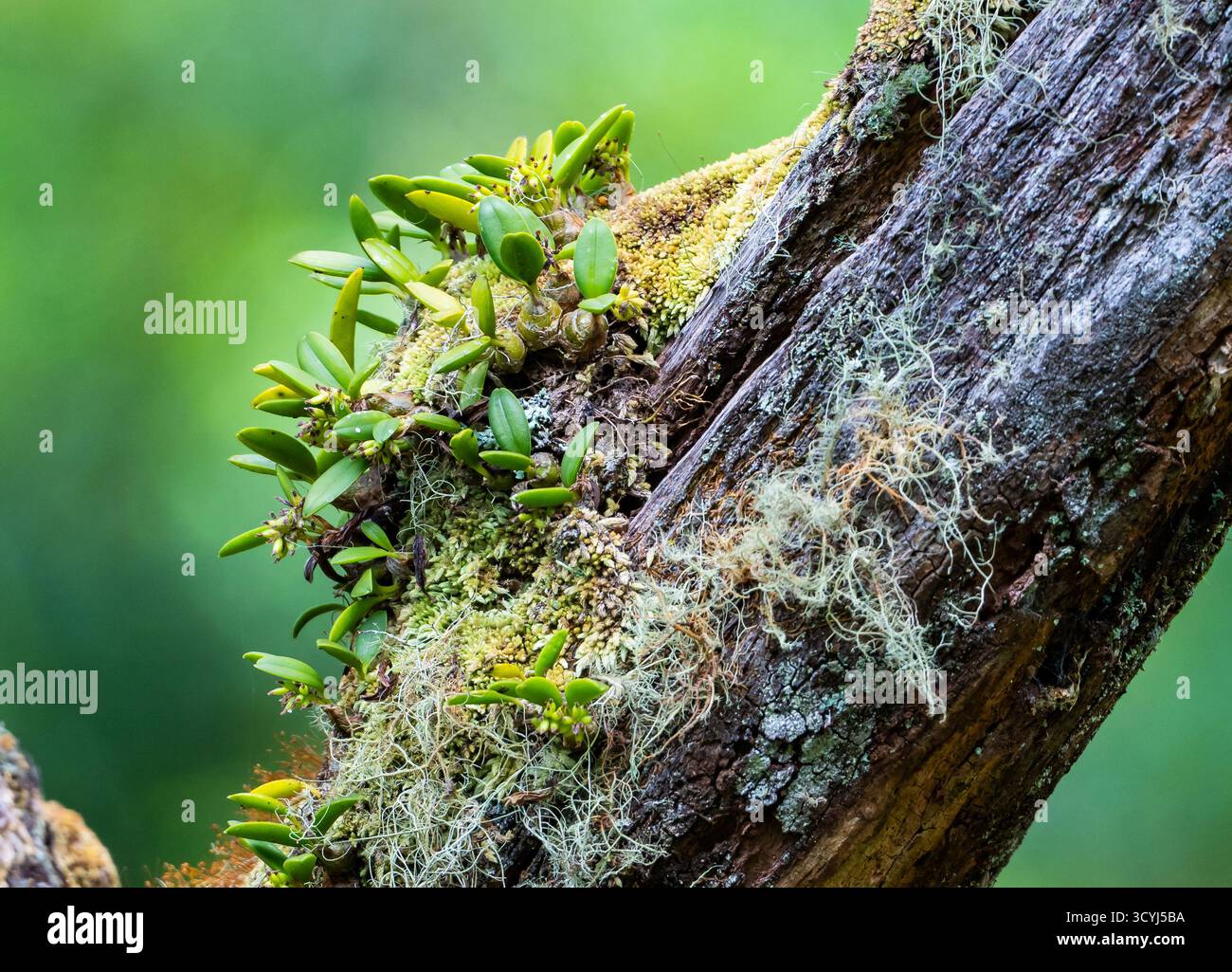 Orchidee auf einem Baum. Timor, Indonesien. Stockfoto