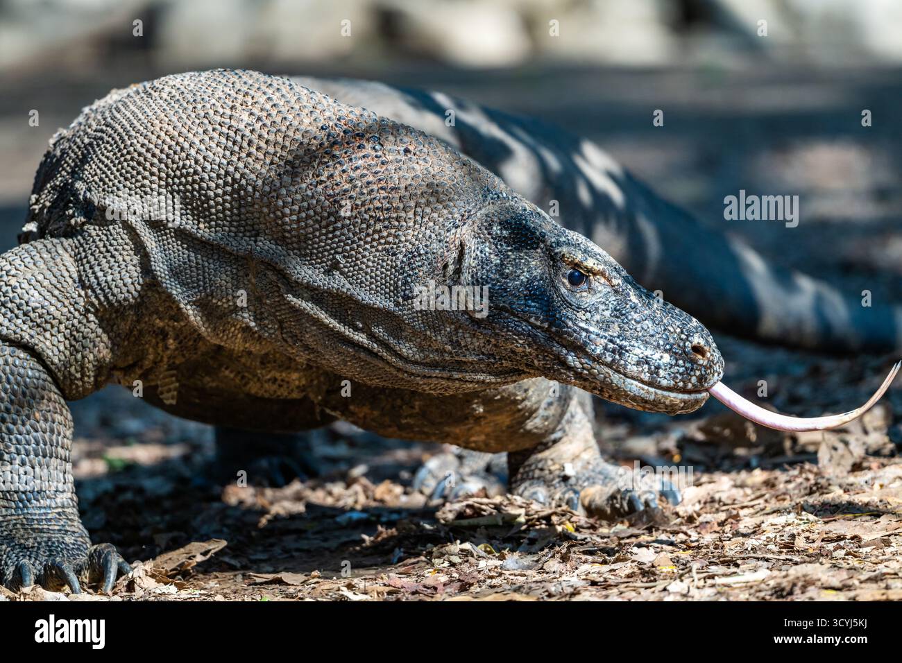 Komodo-Drache (Varanus komodoensis), die größte Echse der Welt. Komodo-Nationalpark, Komodo, Indonesien. Stockfoto