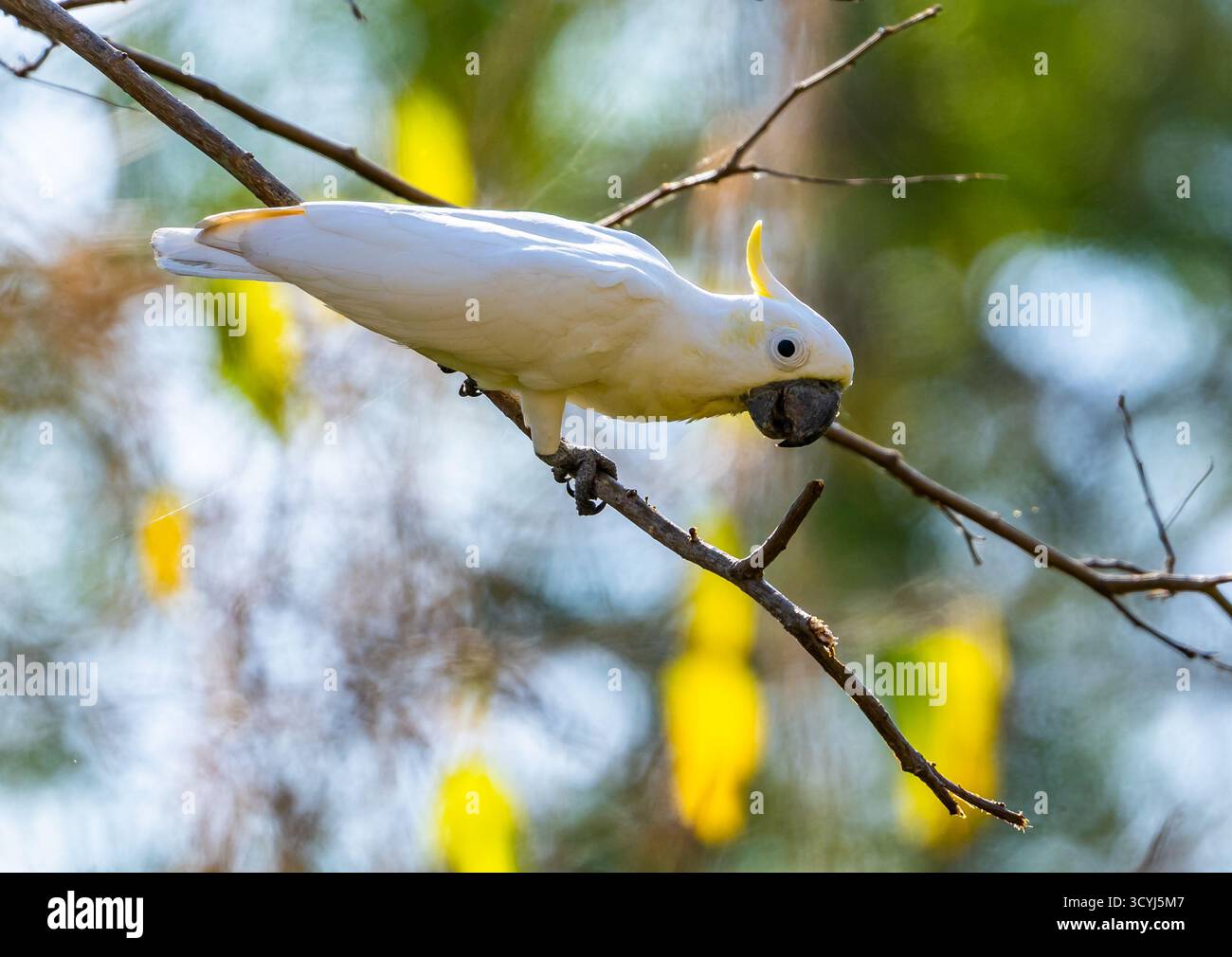 Ein kritisch gefährdeter Gelbkäppchen-Cockatoo (Cacatua sulfonurea), der auf einem Ast thront. Komodo-Nationalpark, Komodo, Indonesien. Stockfoto