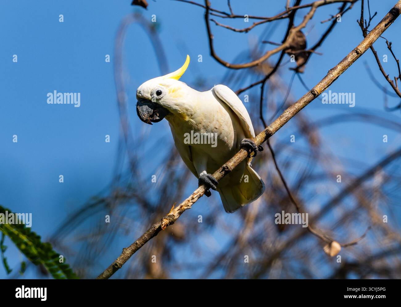 Ein kritisch gefährdeter Gelbkäppchen-Cockatoo (Cacatua sulfonurea), der auf einem Ast thront. Komodo-Nationalpark, Komodo, Indonesien. Stockfoto