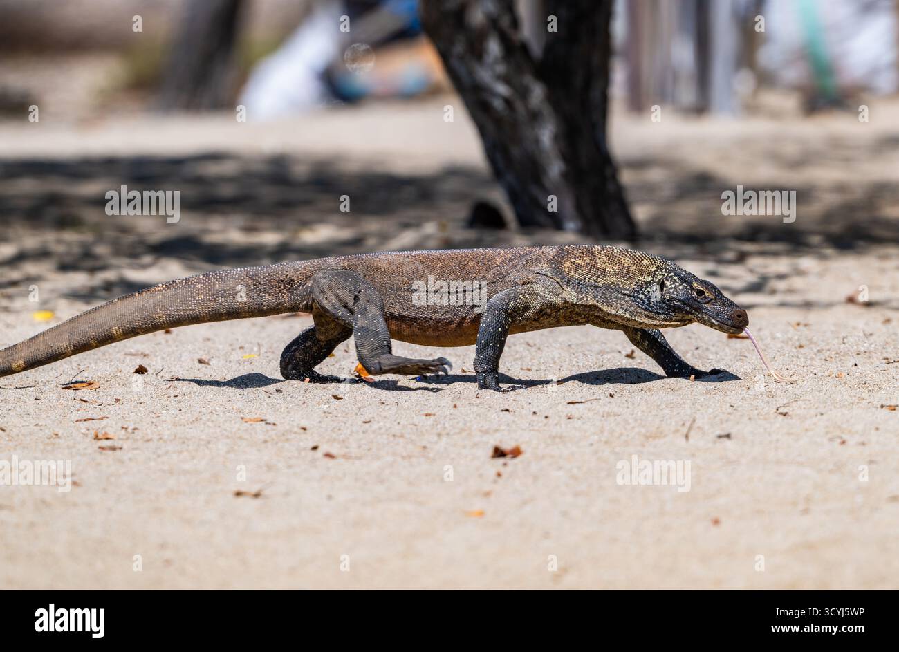 Komodo-Drache (Varanus komodoensis), die größte Echse der Welt. Komodo-Nationalpark, Komodo, Indonesien. Stockfoto