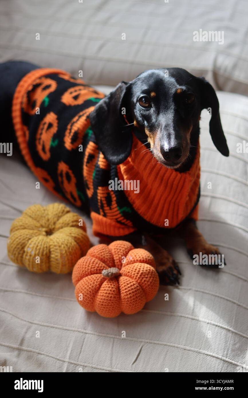 Dackel in einem warmen Halloween-Pullover mit einem gestrickten Kürbisspielzeug Stockfoto