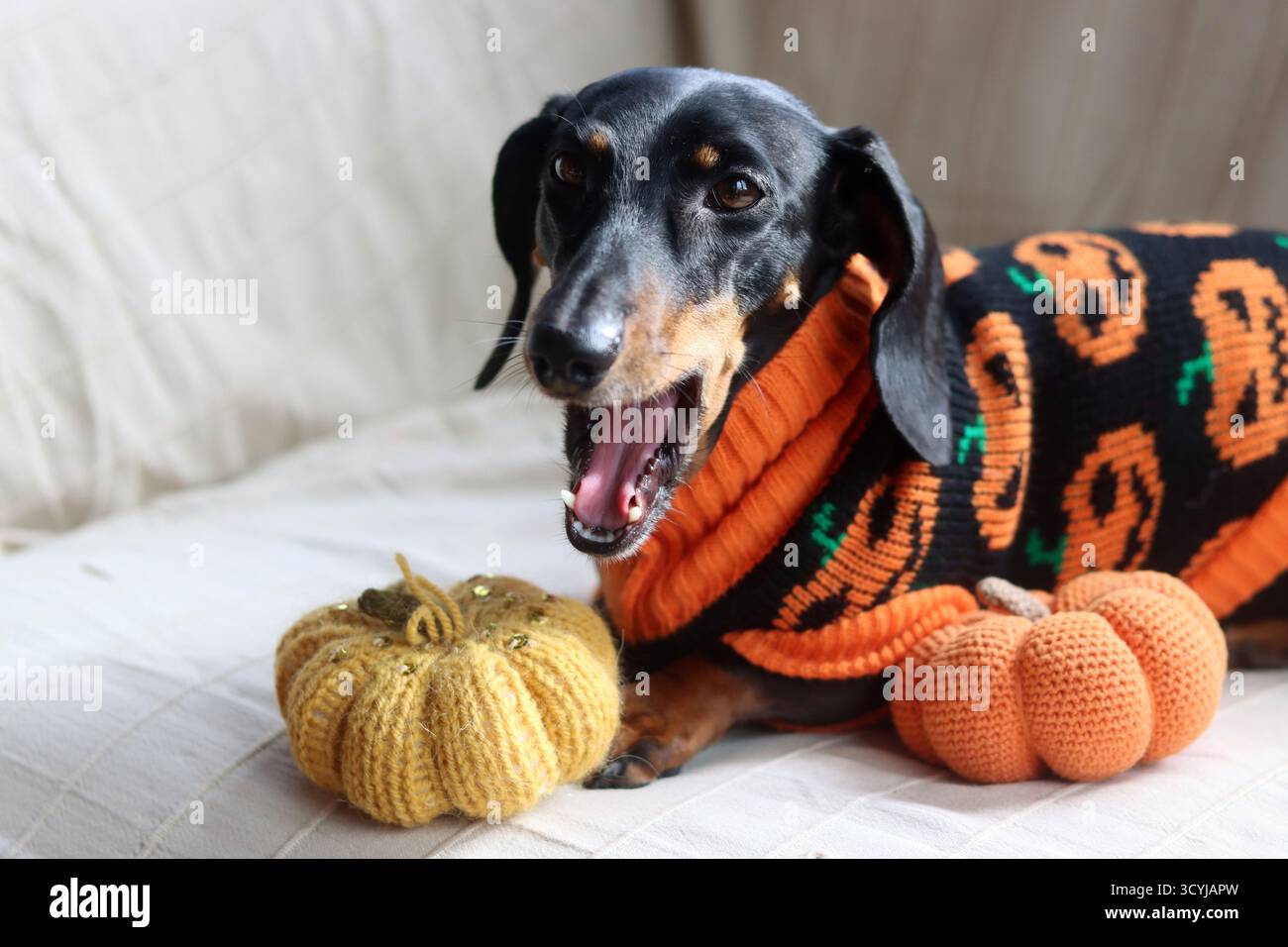 Dackel in einem warmen Halloween-Pullover mit einem gestrickten Kürbisspielzeug Stockfoto