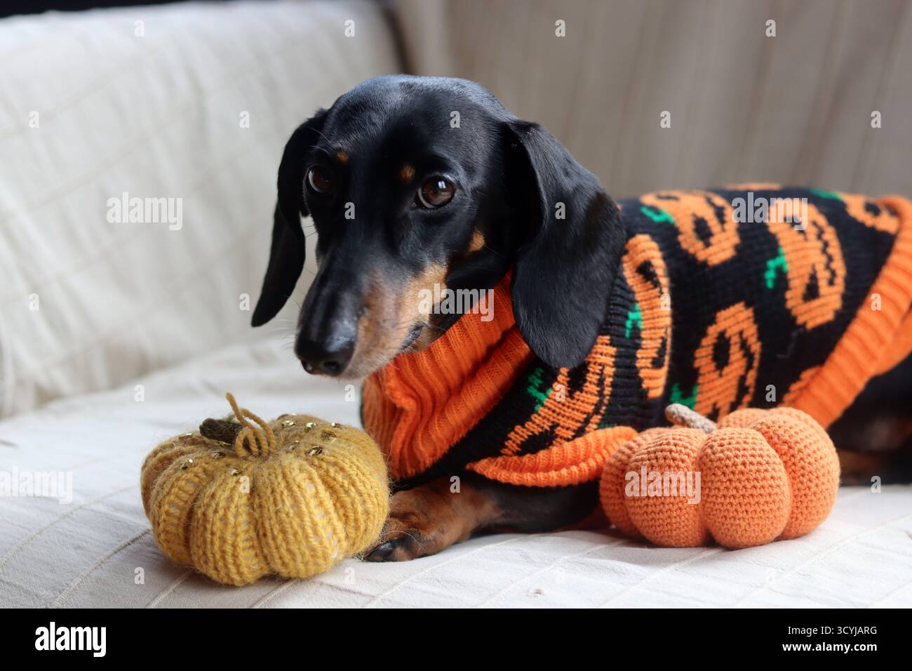 Dackel in einem warmen Halloween-Pullover mit einem gestrickten Kürbisspielzeug Stockfoto