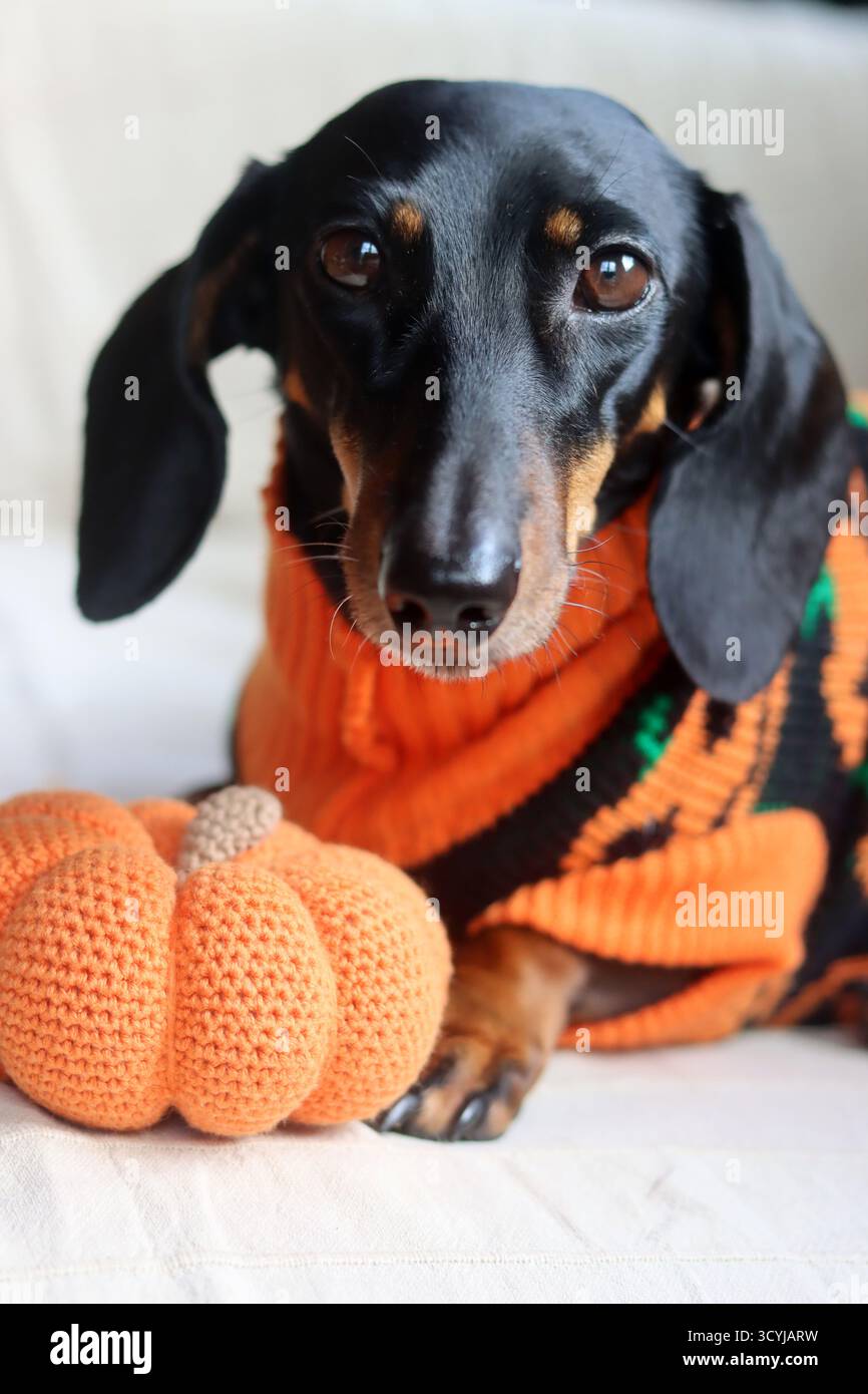 Dackel in einem warmen Halloween-Pullover mit einem gestrickten Kürbisspielzeug Stockfoto