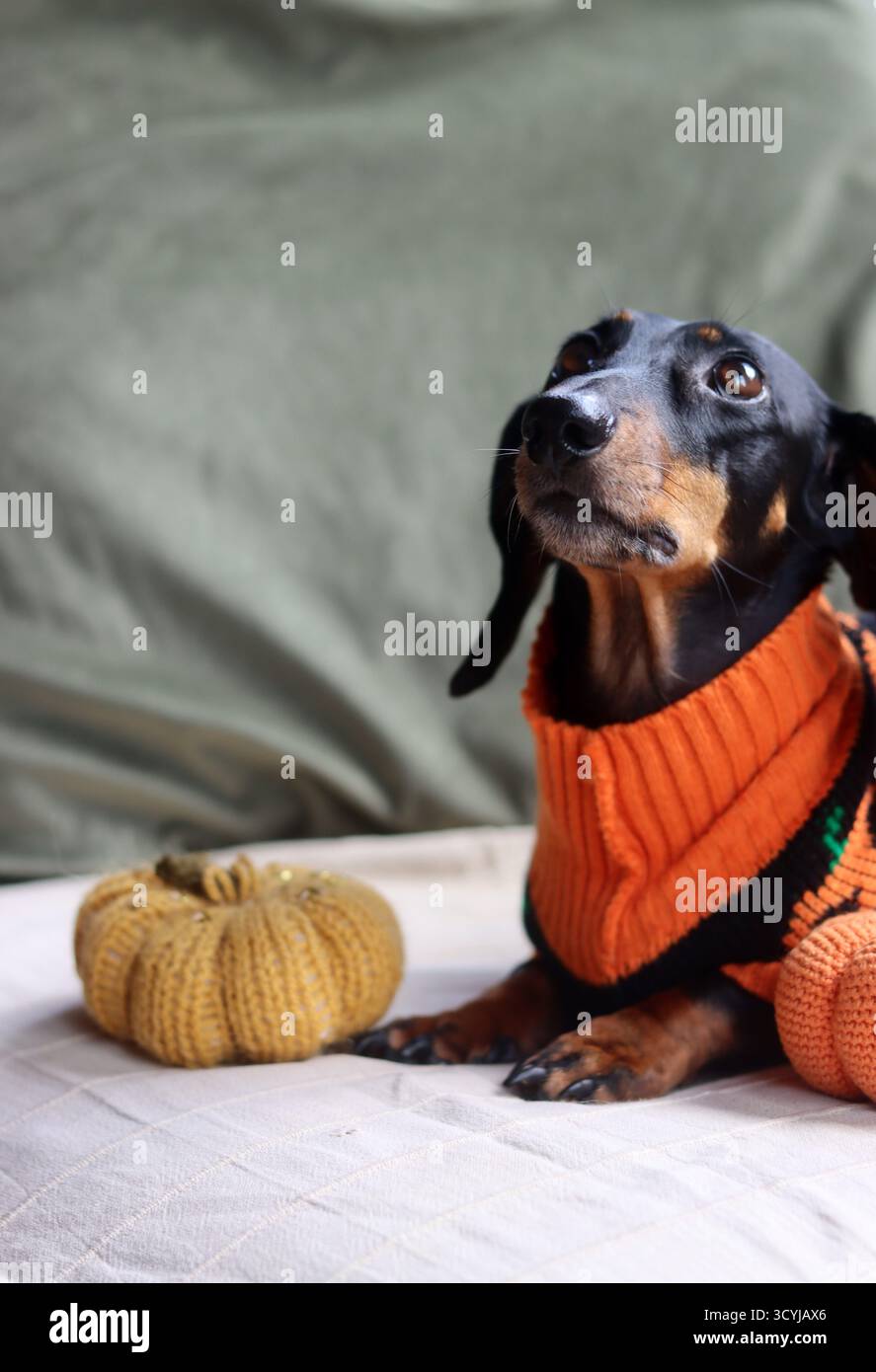 Dackel in einem warmen Halloween-Pullover mit einem gestrickten Kürbisspielzeug Stockfoto