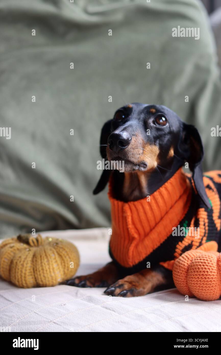 Dackel in einem warmen Halloween-Pullover mit einem gestrickten Kürbisspielzeug Stockfoto
