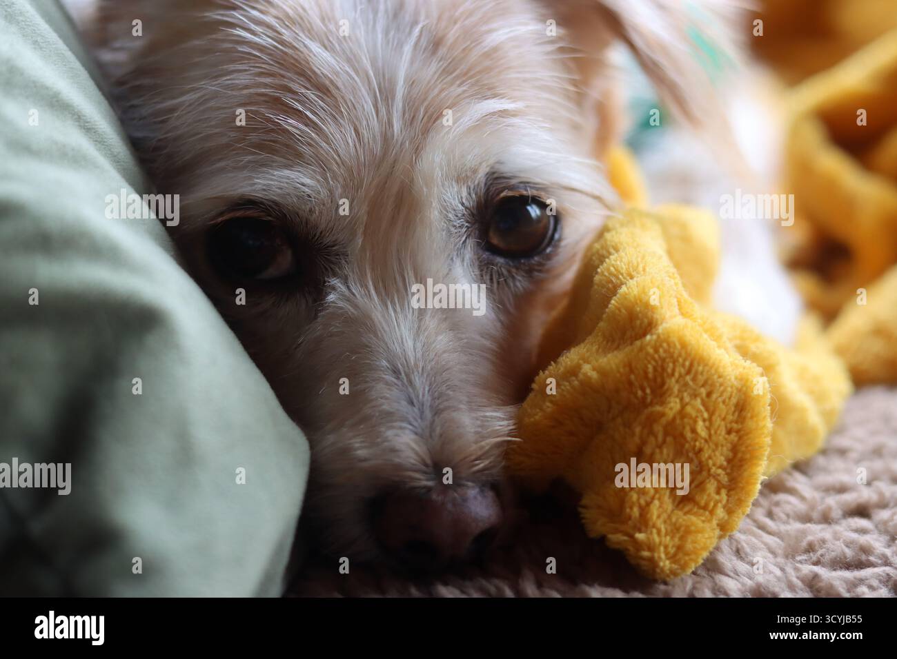 Niedlicher Mischlingshund, der auf einem Sofa mit gelber Decke sickert Stockfoto