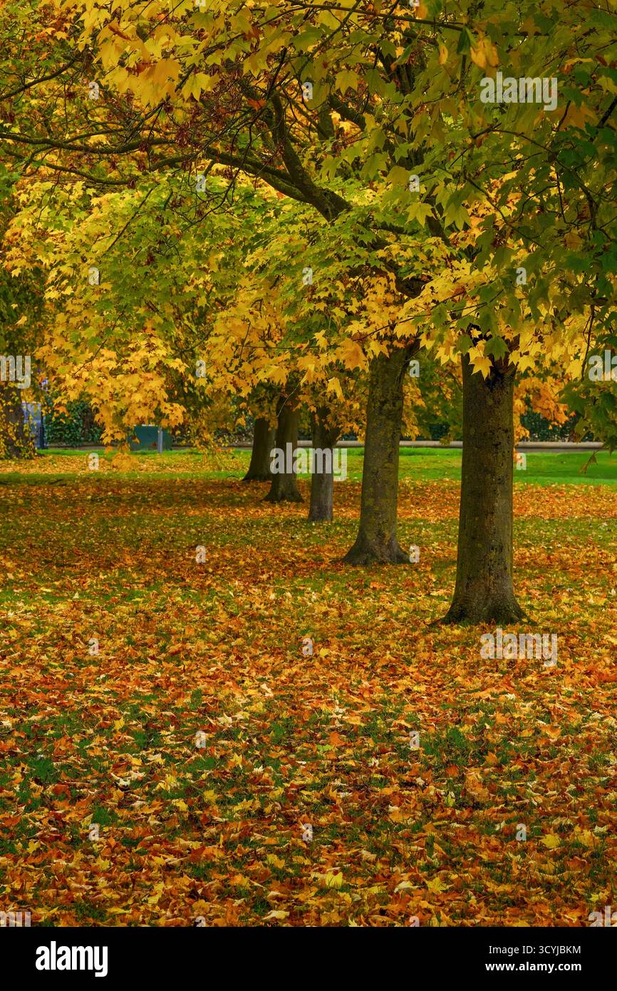 Das Herbstbild zeigt goldene Bäume und grünes Gras mit gefallenen Blättern, The Strey, Harrogate, Yorkshire. Stockfoto