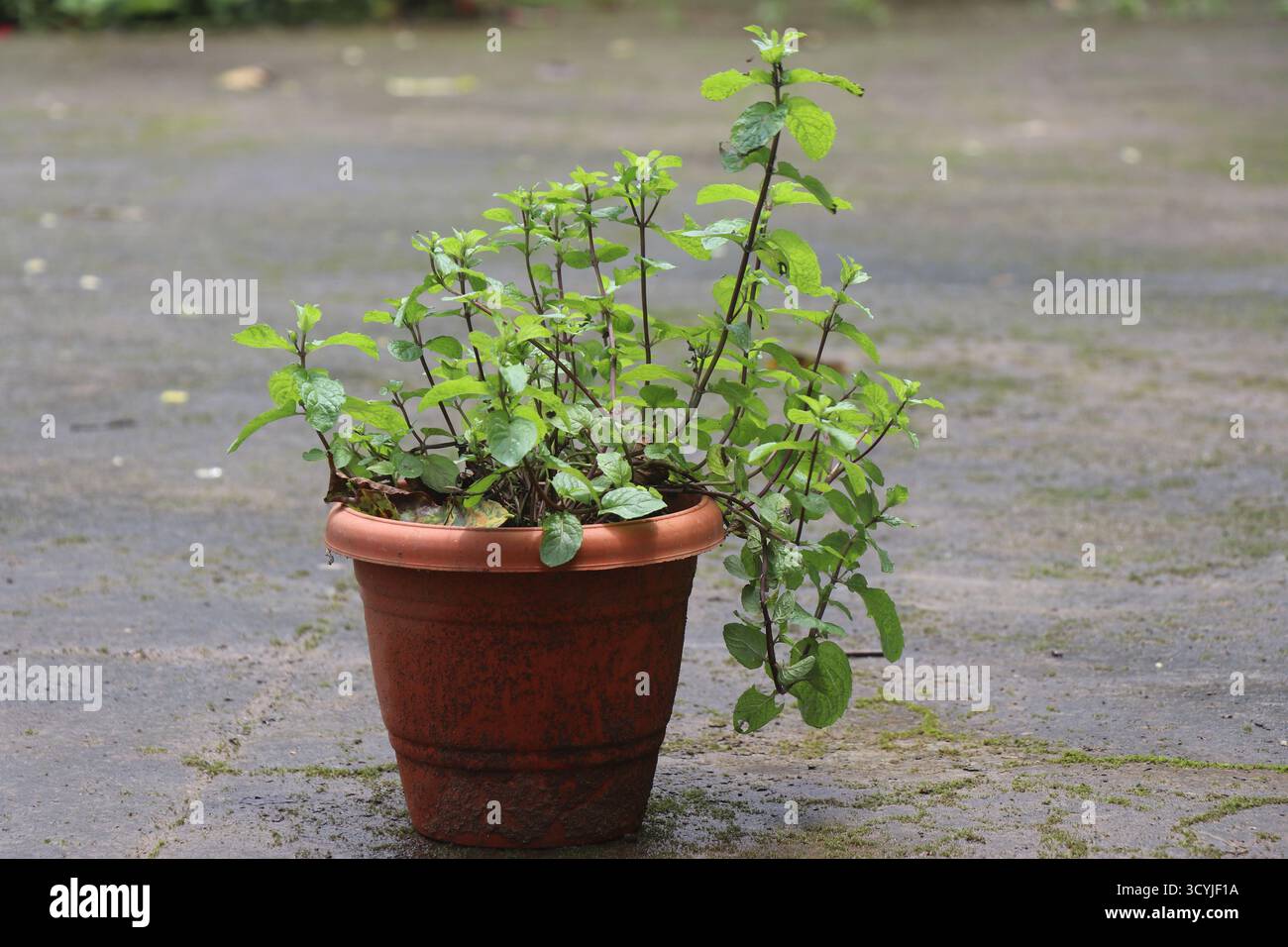 Minzblätter oder Pudina-Pflanze, die in Lebensmitteln und Medikamenten verwendet wird, die in Pflanztopf angebaut werden. Home Garden Konzept Stockfoto