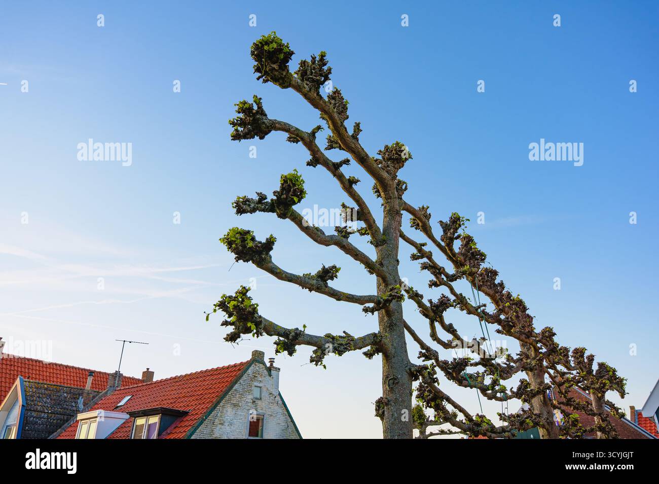 Ein ausgebildeter Baum mit gleichmäßig verteilten Ästen zeigt die Spalier-Methode über roten Häusern unter blauem Himmel, städtische Gartenarbeit und Dekoration Stockfoto