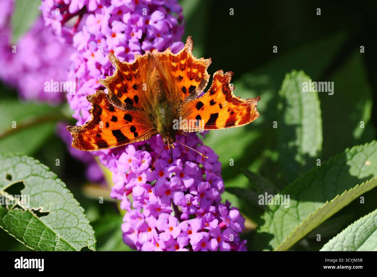 Komma-Schmetterling auf Budliea davidii im Spätsommer. UK Stockfoto