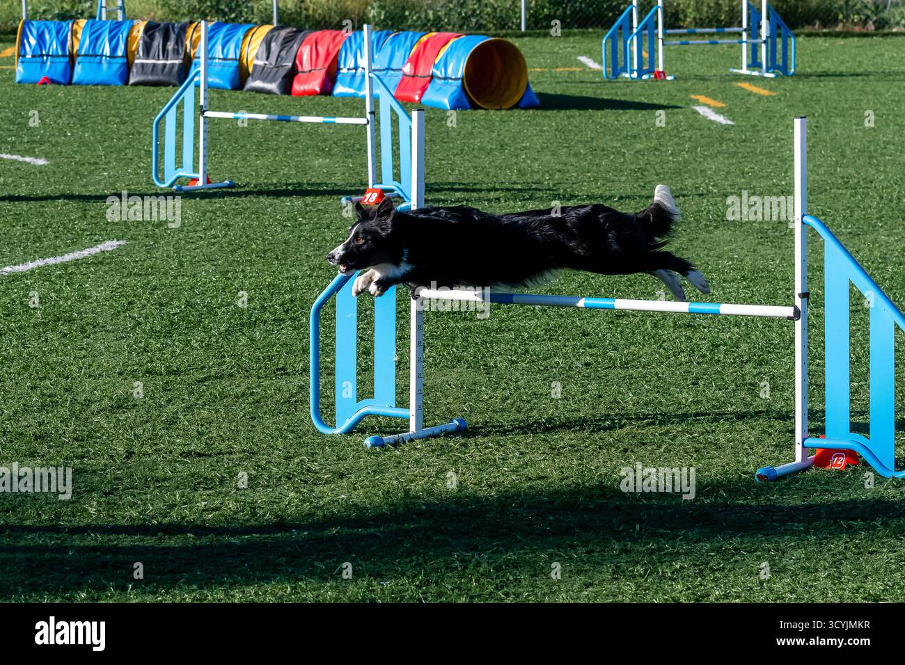 Ein Border Collie springt während eines Agility-Trainings in einem Hundetrainingspark über eine Hürde. Stockfoto