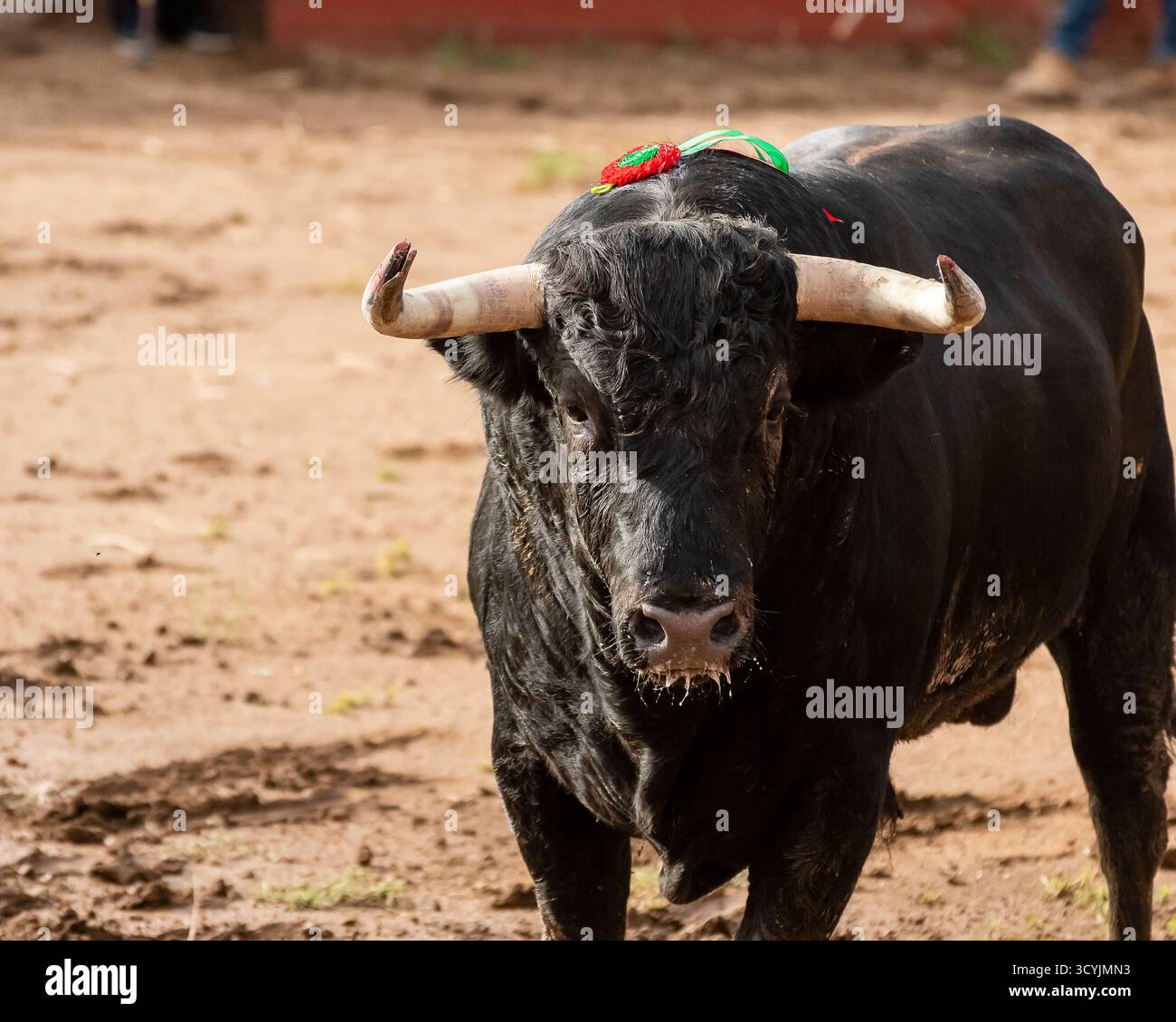 Ein Stier spaziert durch eine staubige Arena und zeigt während eines lebendigen Kulturfestivals einen farbenfrohen Kopfschmuck. Stockfoto