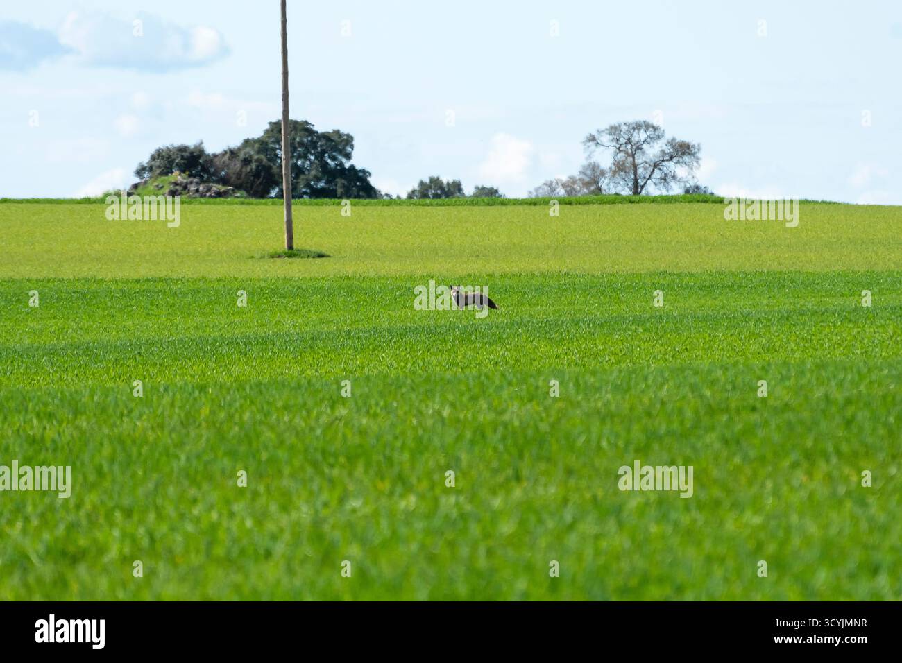 Ein wildes Kaninchen stürmt an einem sonnigen Tag durch ein hellgrünes Feld mit Bäumen im Hintergrund. Stockfoto