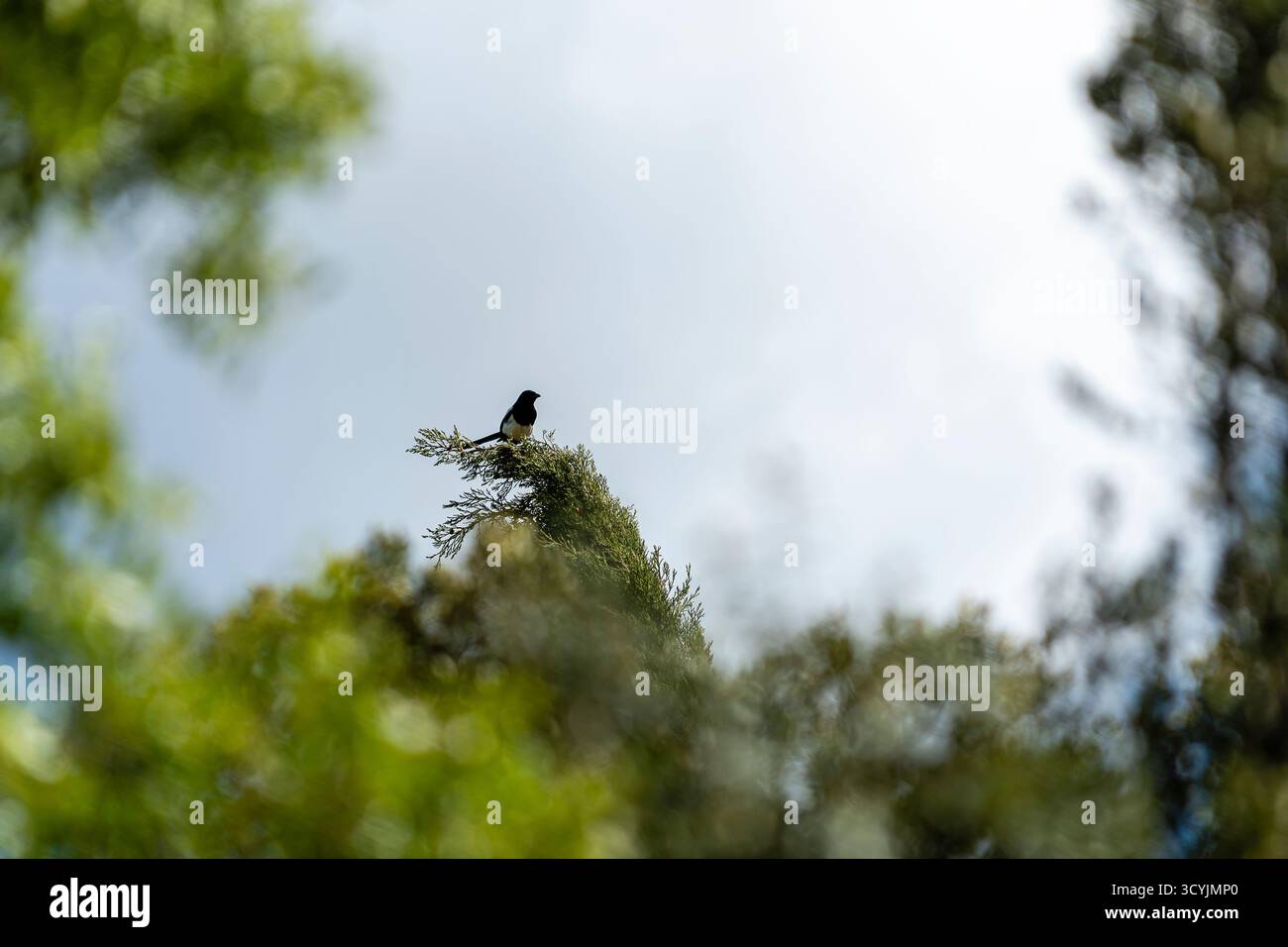 Ein Vogel sitzt auf einem hohen Baum, umgeben vom hellen Himmel, umgeben von leuchtendem Grün im Mittagslicht. Stockfoto