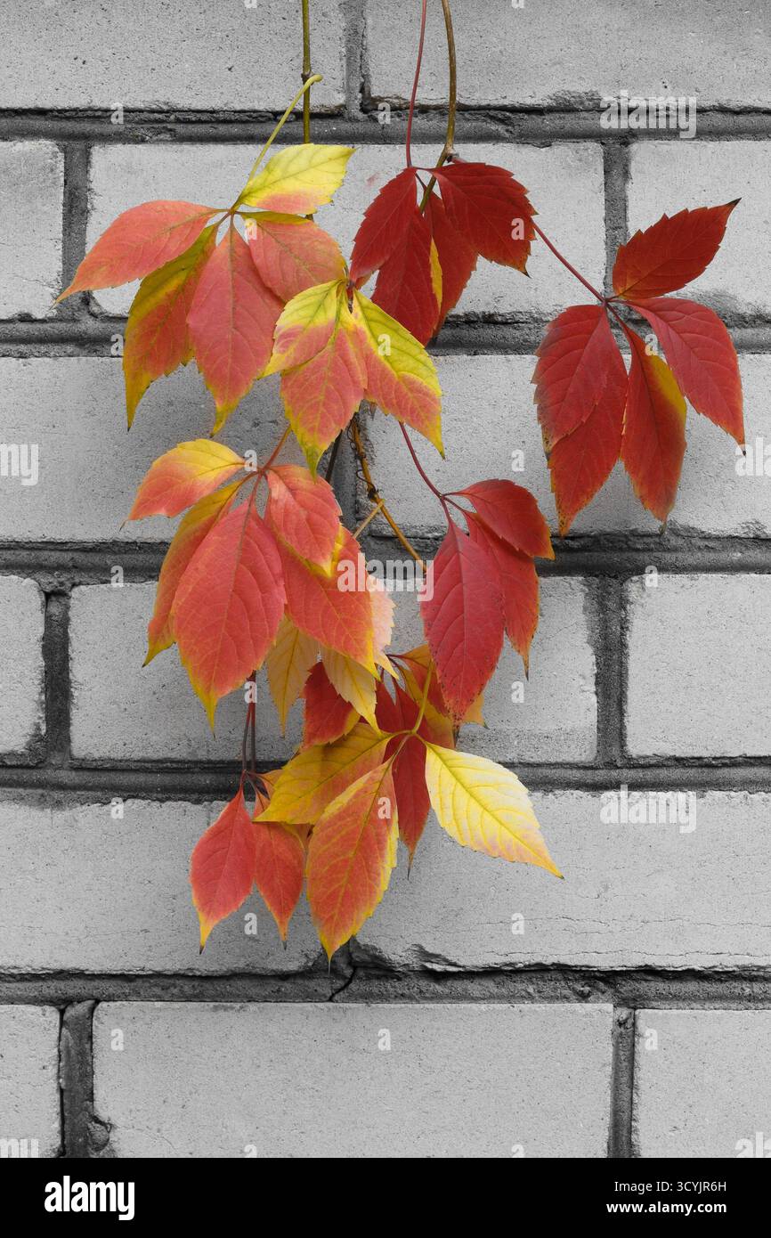 Helle Herbstblätter in Rot, Gelb und Orange auf einer weißen Ziegelwand. Stillleben im Herbst. Stockfoto