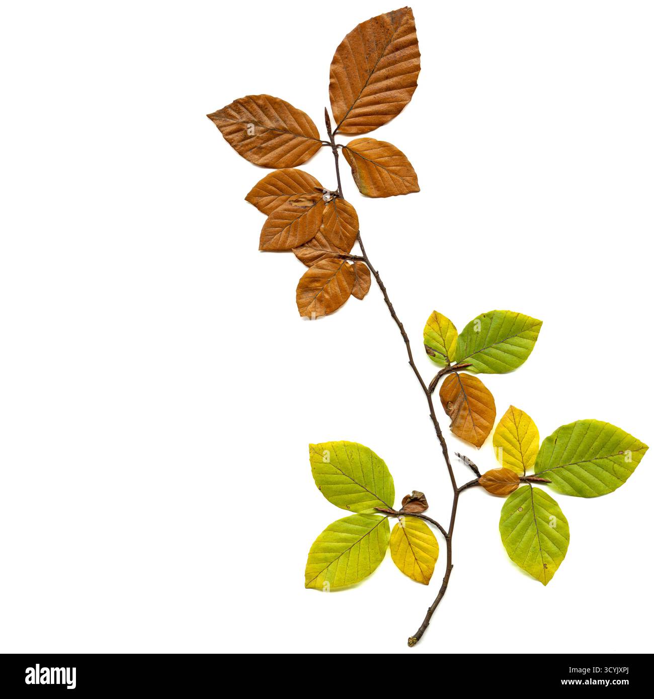 Ein einzelner Buchenzweig zeigt die Farbpalette des Herbstes – grüne, gelbe und braune Blätter markieren den anmutigen Wechsel vom Sommer zum Herbst in lebendiger Detailtreue. Stockfoto