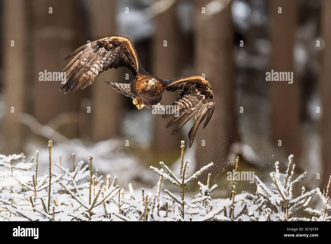 goldenadler (Aquila chrysaetos) fliegen aus dem Wald Stockfoto