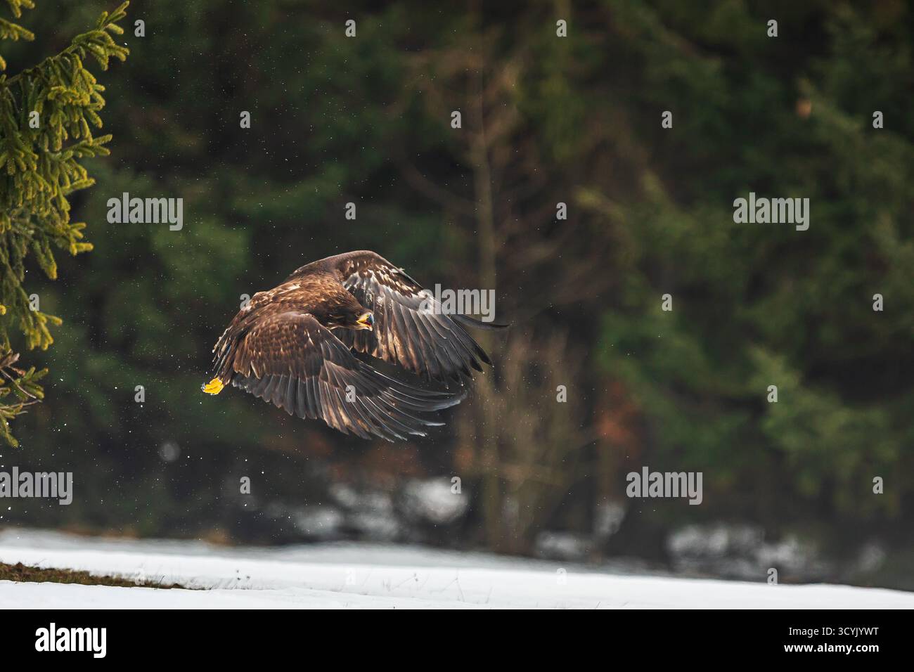 Ein weiblicher Seeadler (Haliaeetus albicilla) flog an einem Wintertag aus dem Wald Stockfoto