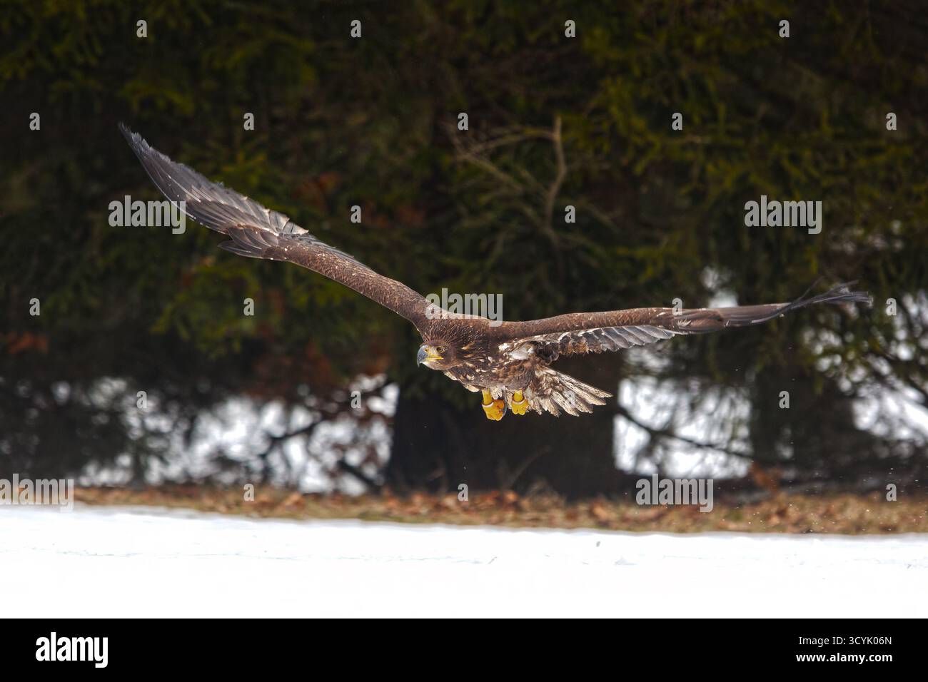 Seeadler (Haliaeetus albicilla) flog aus dem Wald über den Schnee Stockfoto