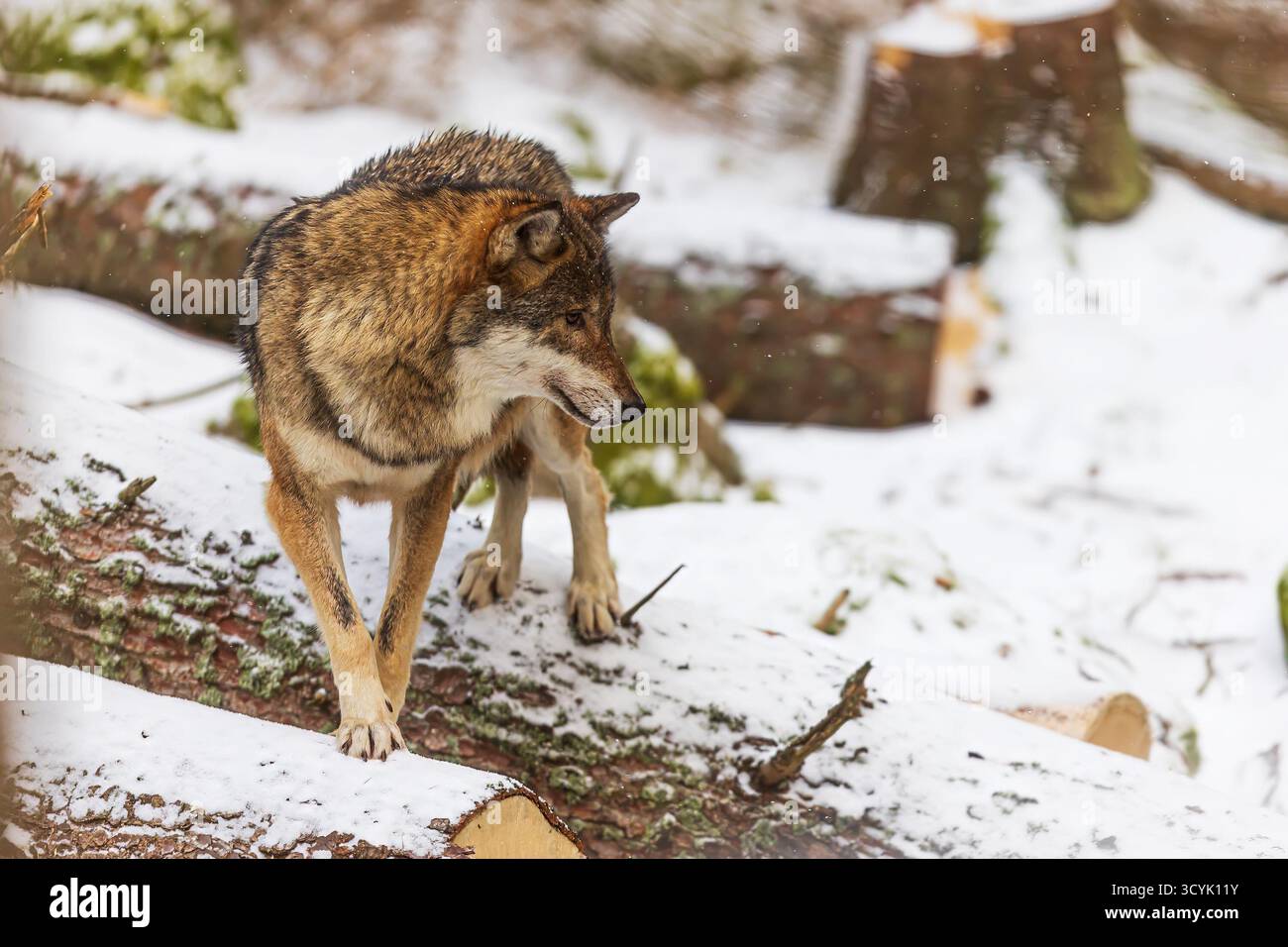 Eurasischer Wolf (Canis Lupus) auf schneebedeckten Stämmen Stockfoto