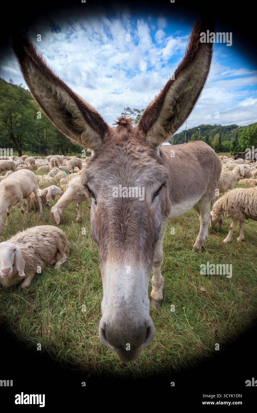 Nahaufnahme eines Esels, der während einer Hirtenpause in eine Röhre blickt, umgeben von Schafen auf einem ländlichen Feld. Redaktionelle und konzeptionelle Verwendung. Stockfoto