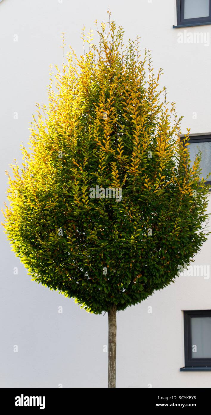 Ein hoher, ovalförmiger Baum mit grünem und gelbem Laub steht vor einem weißen Gebäude mit dunklen Fenstern. Stockfoto