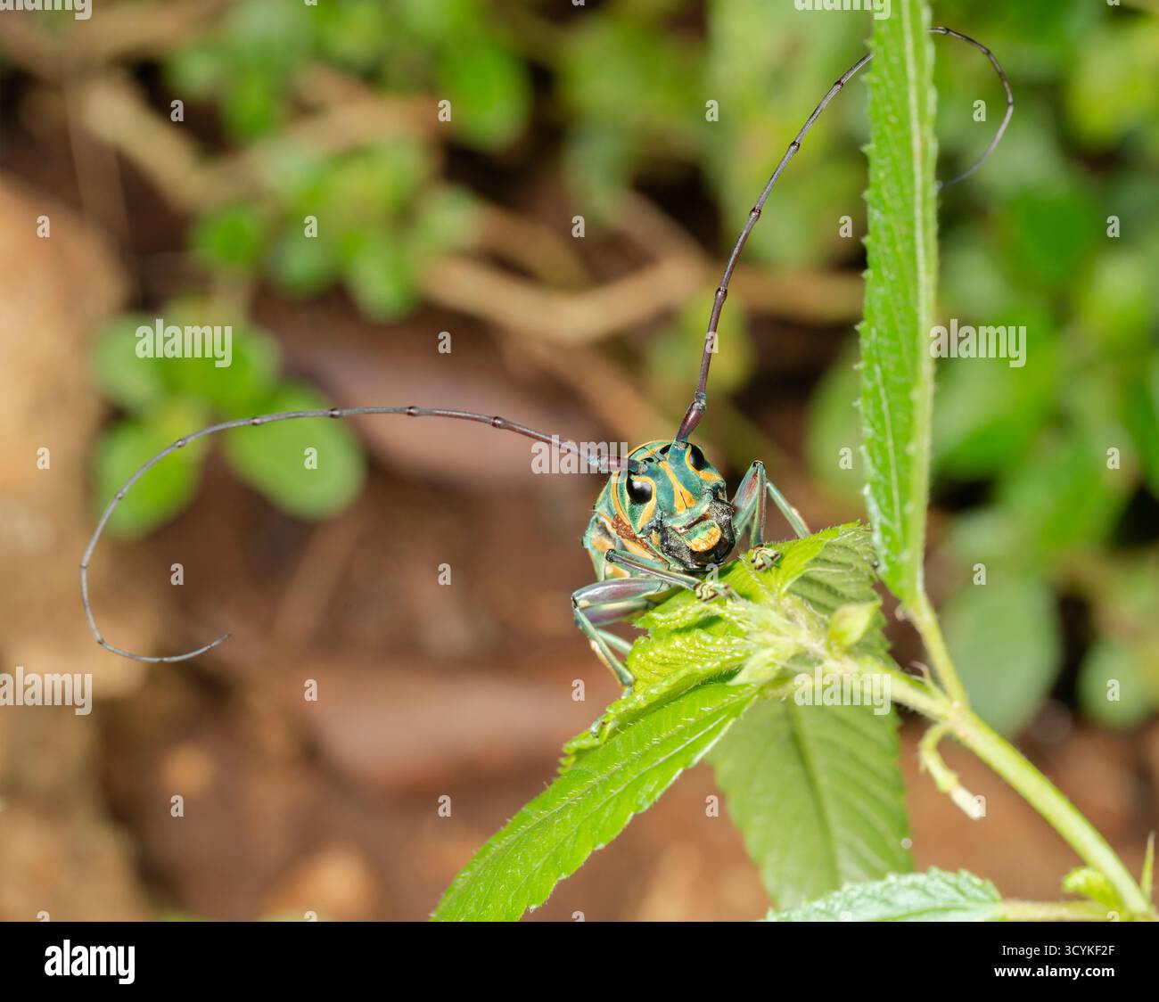 Juwel Langhorn Käfer (Sternotomis bohemani) auf Blatt, Shimoni, Küste Kenia. Stockfoto