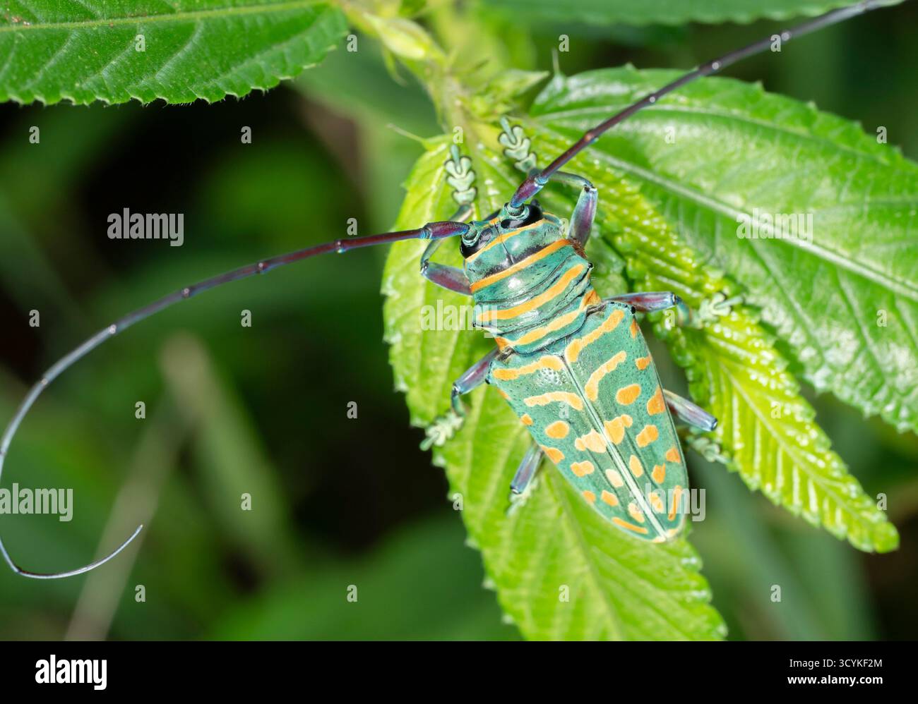 Juwel Langhorn Käfer (Sternotomis bohemani) auf Blatt, Shimoni, Küste Kenia. Stockfoto